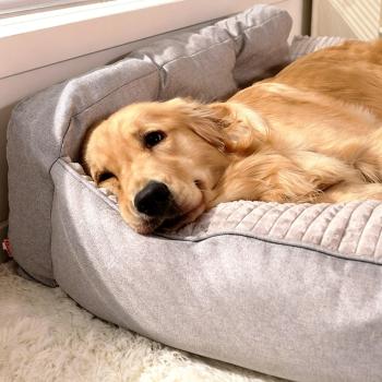 Muxing Hundebett, abnehmbar und waschbar, weiche Hundematte als Schlafmatte, Haustierbett, Hundekissen, Hundeliege für kleine Hunde Grau